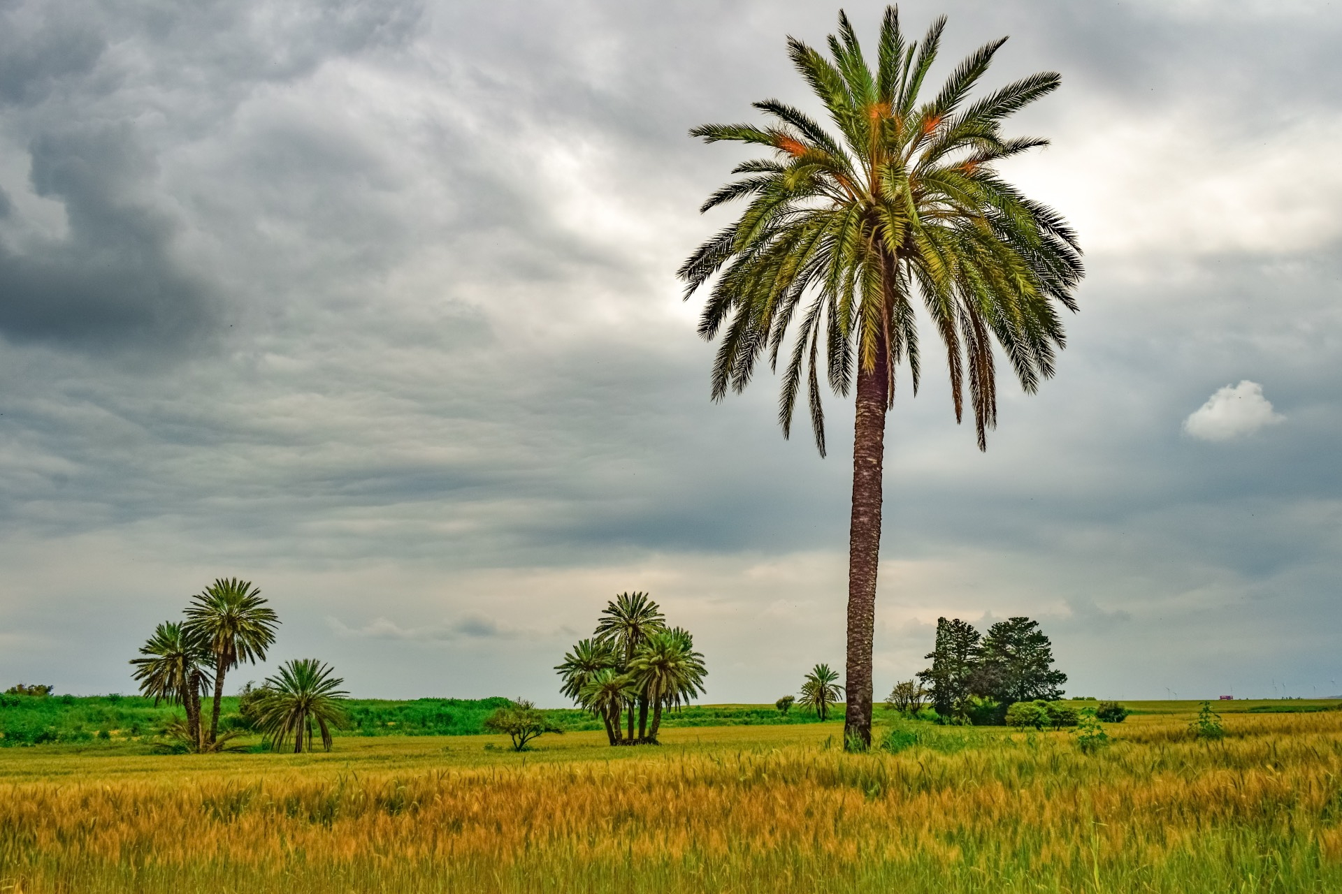 Hohe Palme in goldgelber Landschaft unter bewölktem Himmel auf Zypern