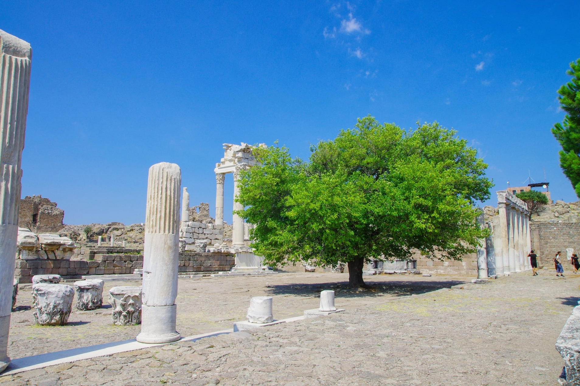 Grüner Baum zwischen antiken Marmorsäulen und Mauerresten