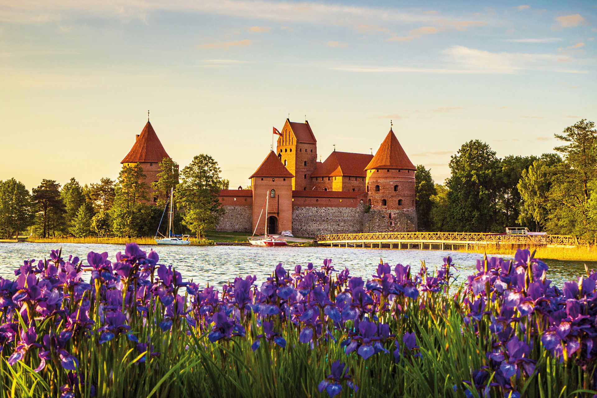 Backsteinburg auf Insel im Galvė-See bei Trakai mit violetten Blumen im Vordergrund