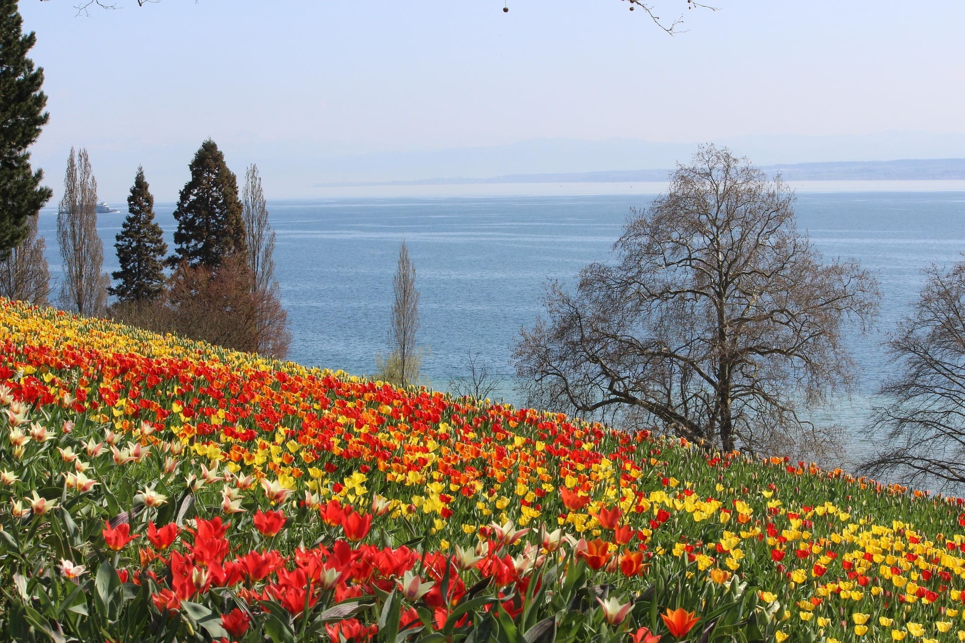 Buntes Tulpenfeld am Hang mit Blick auf den Bodensee im Frühling