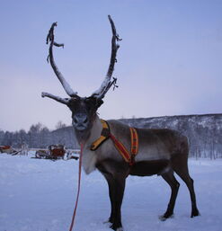 Rentier mit Geschirr und großem Geweih steht in verschneiter Landschaft