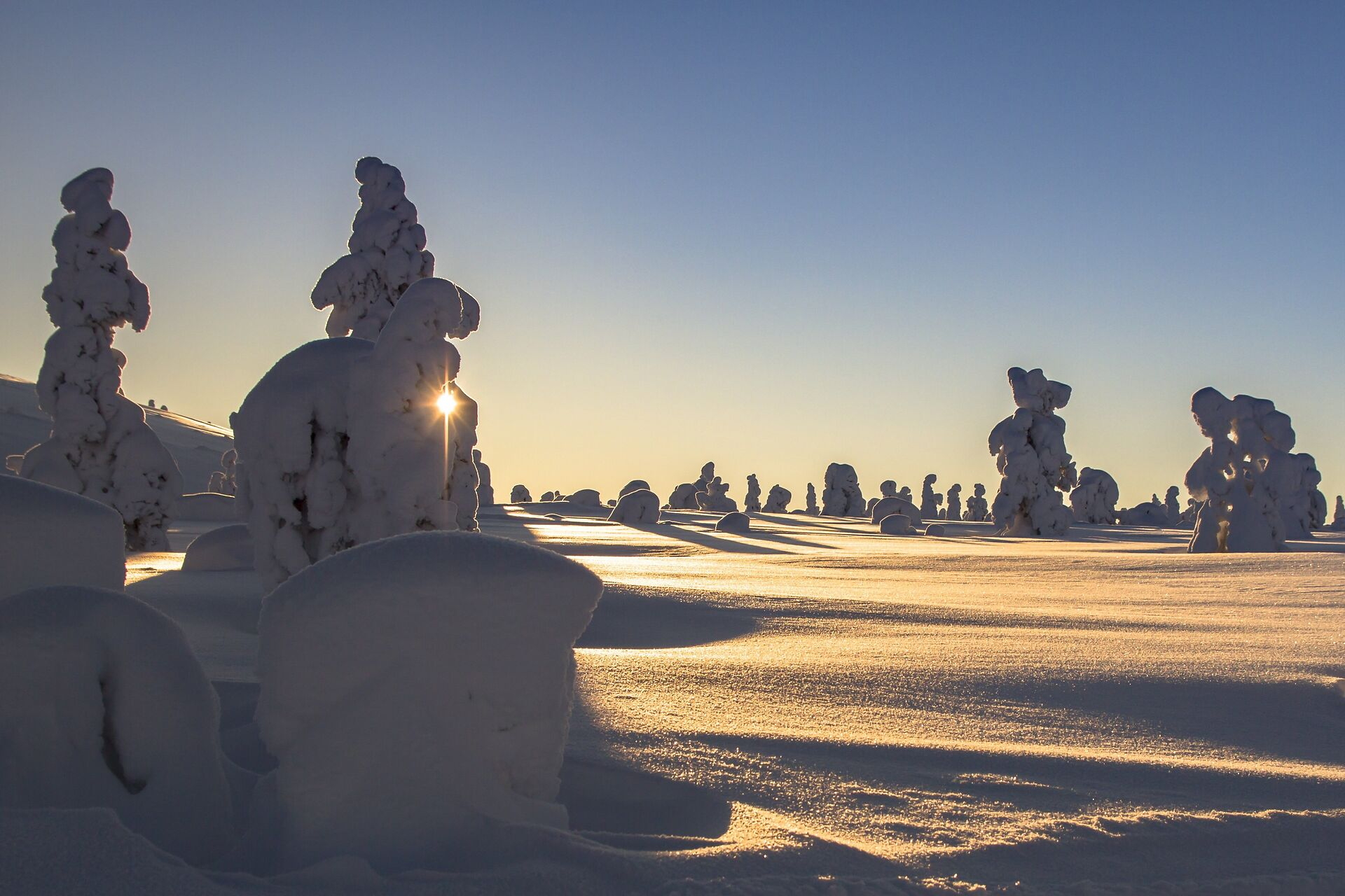 Verschneite Bäume im Sonnenlicht werfen lange Schatten im Schnee