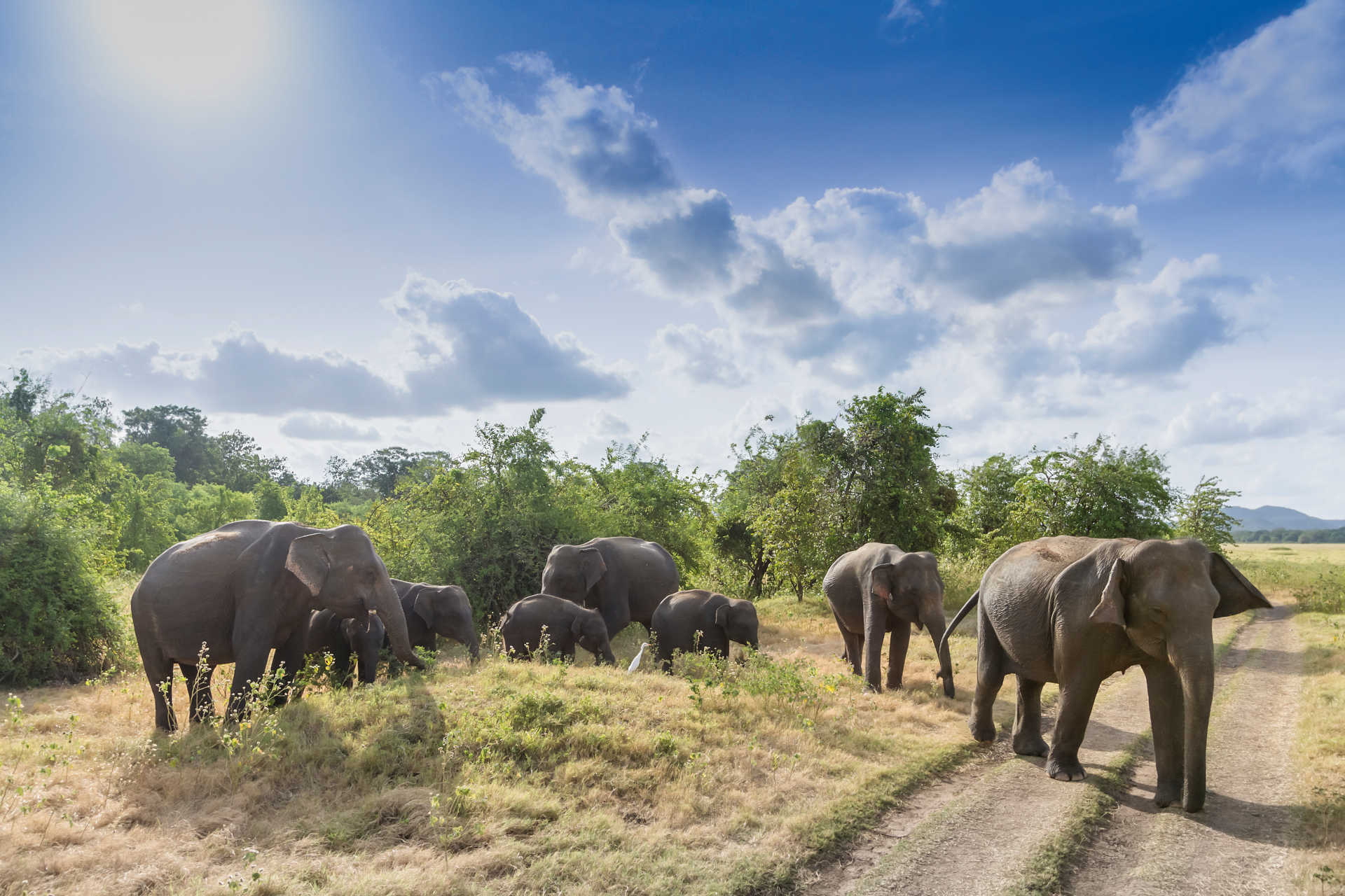 Gruppe wilder Elefanten auf Grasfläche im Sonnenlicht im Nationalpark in Sri Lanka