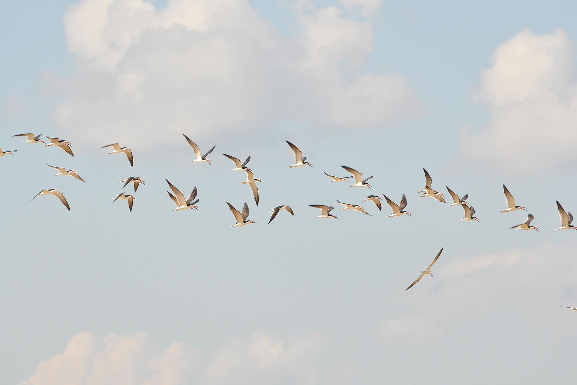 Schwarm von Vögeln im Flug vor blauem Himmel mit Wolken