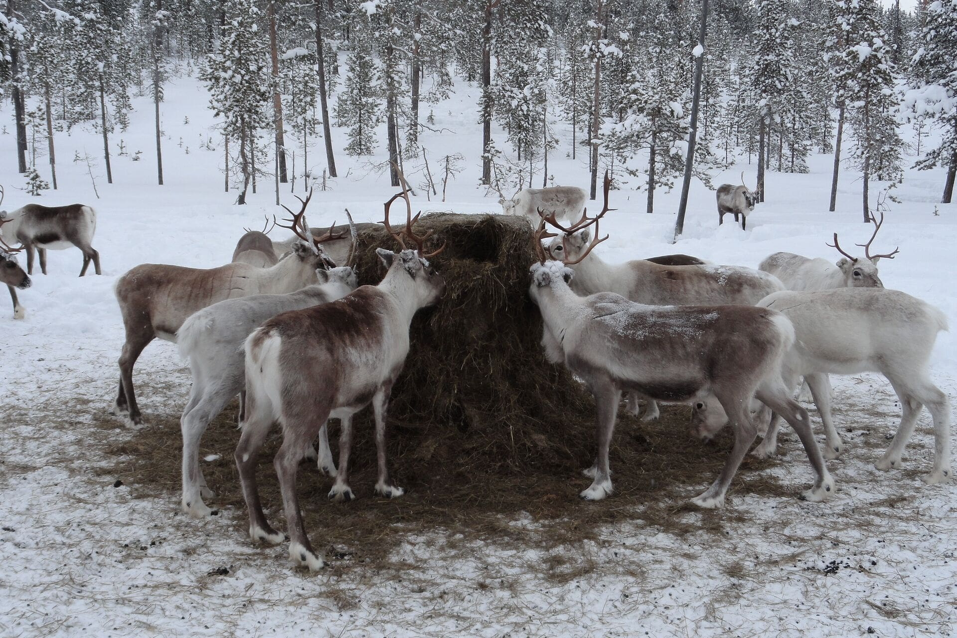 Gruppe von Rentieren frisst Heu im verschneiten Winterwald
