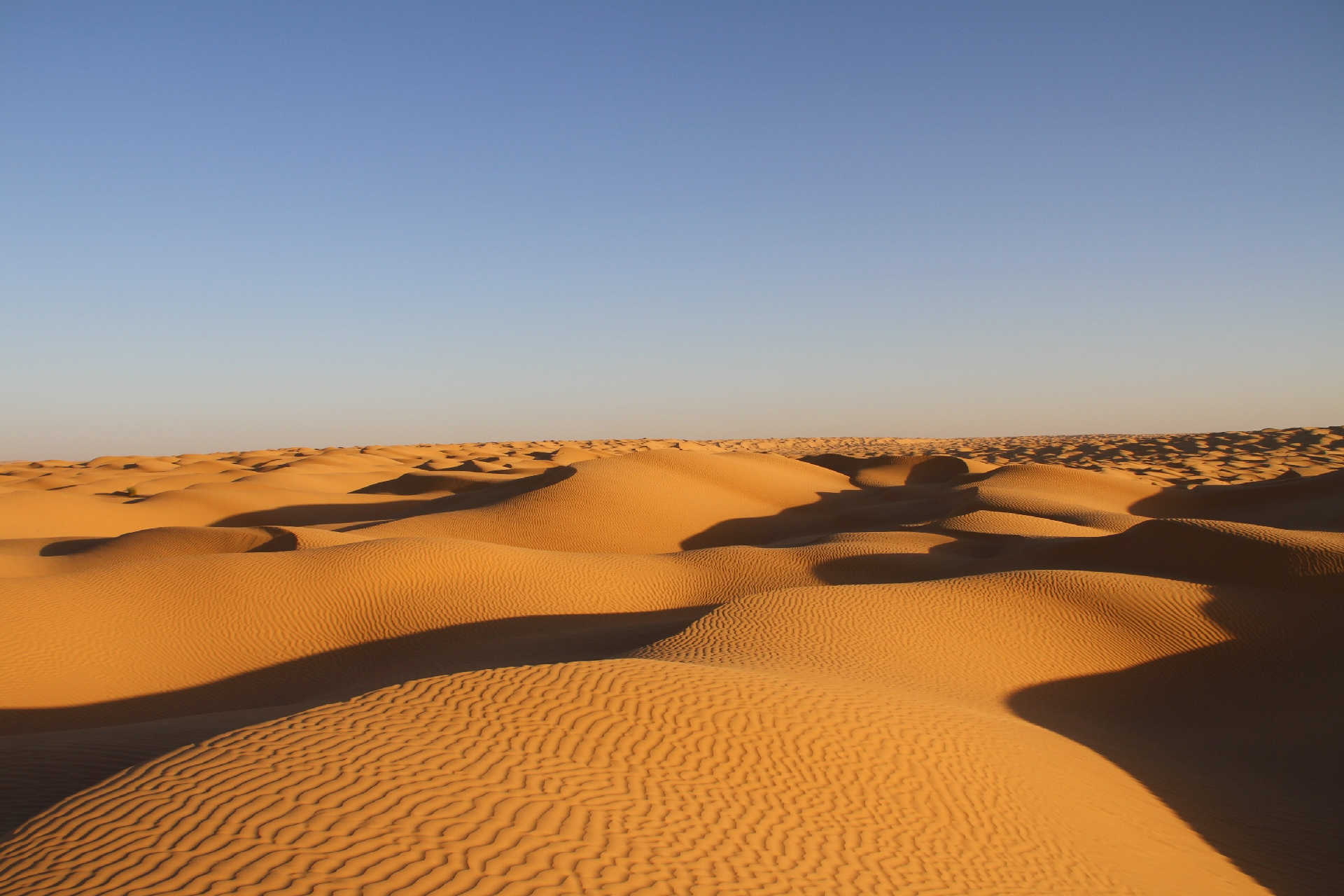 Wellenförmige Sanddünen der Sahara bei tief stehender Sonne und blauem Himmel