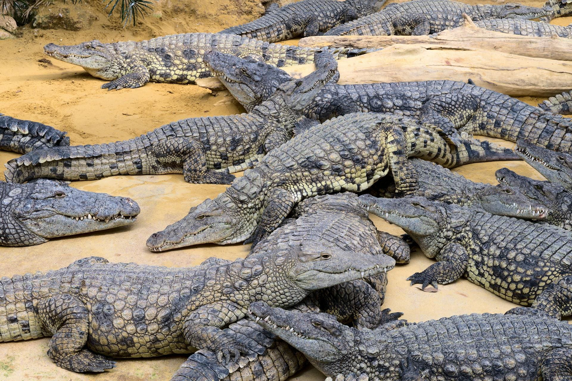 Gruppe von Nilkrokodilen am Ufer des Nils in Ägypten