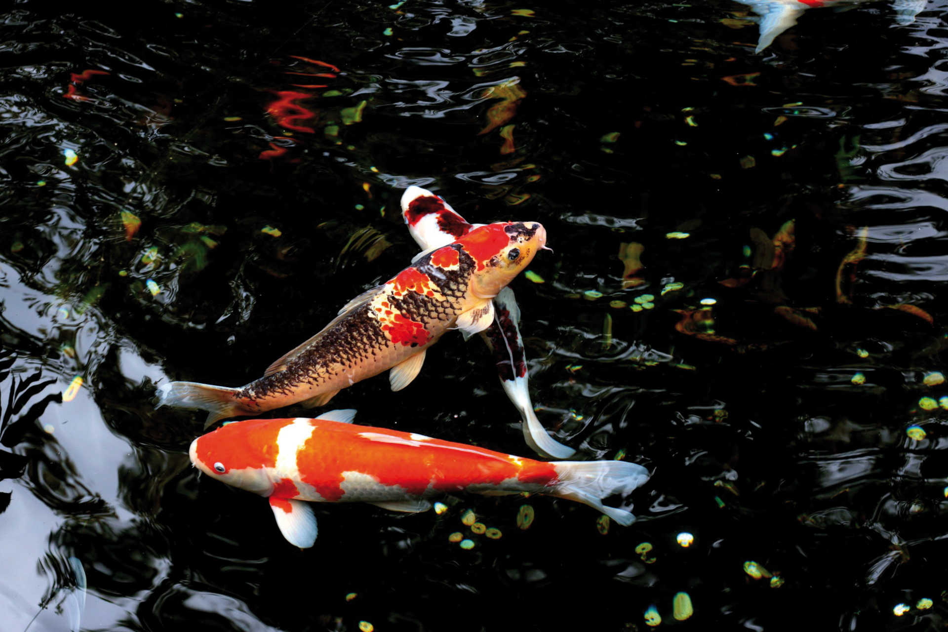Bunte Koi-Karpfen im dunklen Wasser eines traditionellen japanischen Teichs