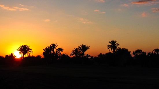 Silhouetten von Palmen vor orangefarbenem Abendhimmel