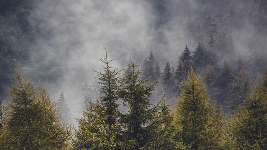 Dichte Tannen ragen aus aufziehendem Nebel im Gebirge