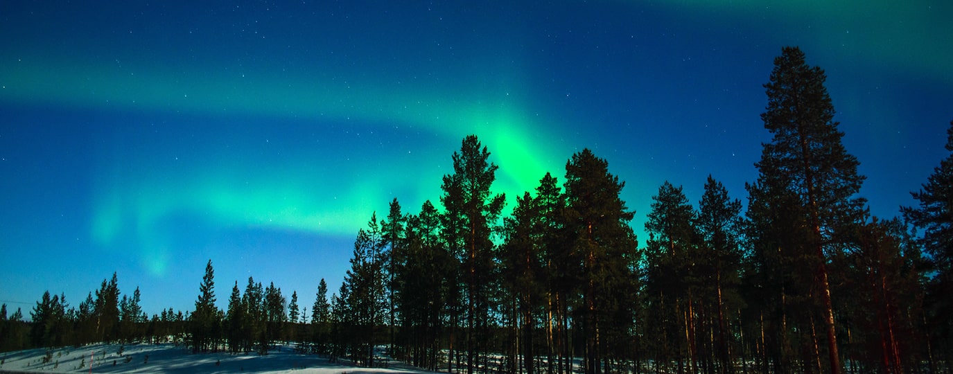 Grün leuchtende Nordlichter am Nachthimmel über verschneiten Bäumen